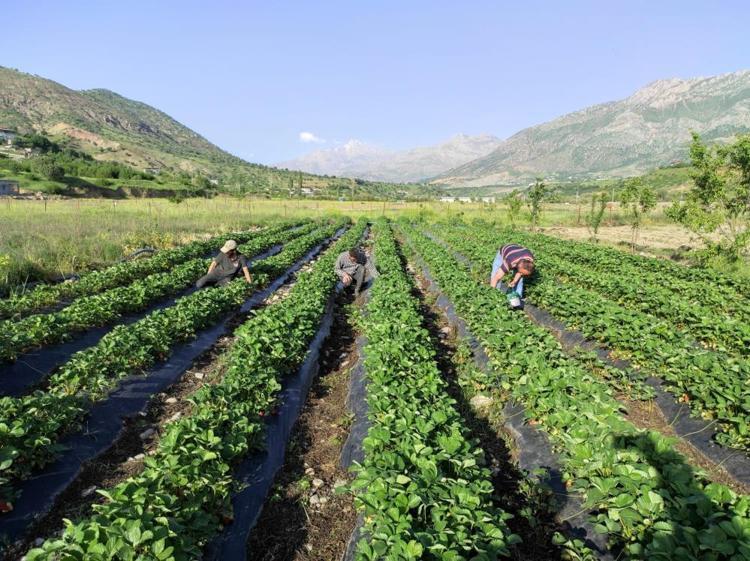 Tutmaz diye tarlasına ekti, şimdi üretim deposu oldu İlk hasat başladı, 81 ile gönderiyor, kasası 200 TL