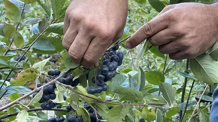 İstanbuldaki işini bırakıp bu meyve için köye yerleşti Kilosu 1.000 TL, sadece internet üzerinden satıyor