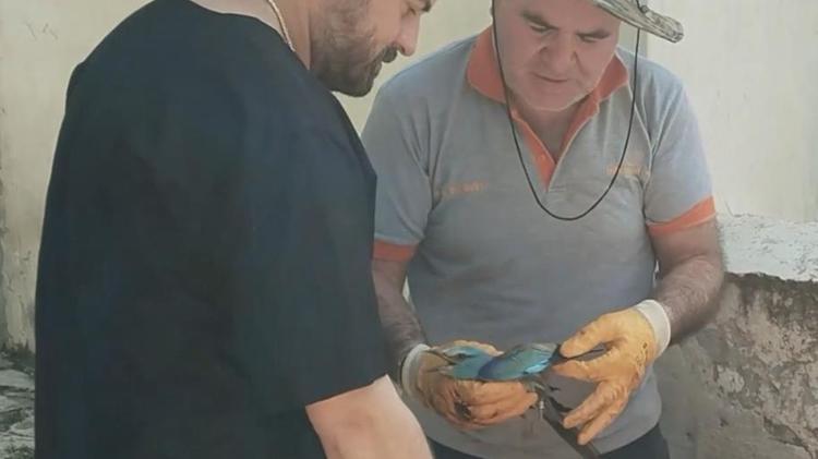Tarlasında çalışırken fark etti, çok nadir görülüyor Sırbistandan gelmiş, bakanlık devreye girdi