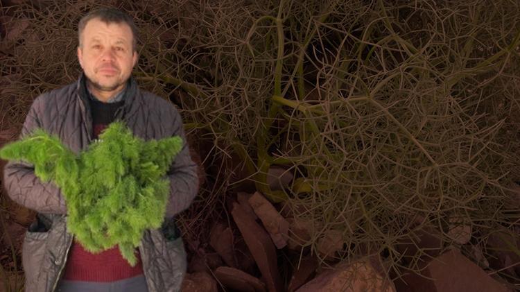 Dağda kendiliğinde yetişiyor Sadece 1 ay çıkıyor, Sepet sepet topluyorlar, şifa deposu, tanesi 30 TL