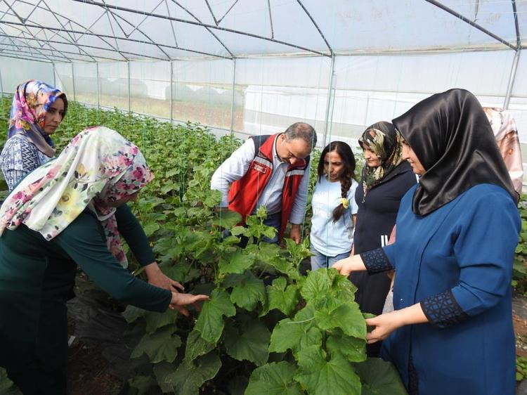 Devlet desteği aldılar, eğitim aldıkları serada üretime başladılar Günlük 500 kilo ürün alıyorlar