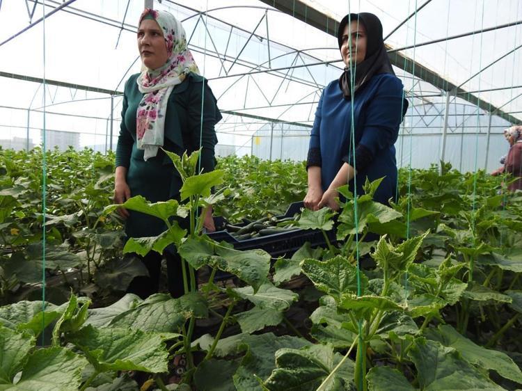 Devlet desteği aldılar, eğitim aldıkları serada üretime başladılar Günlük 500 kilo ürün alıyorlar