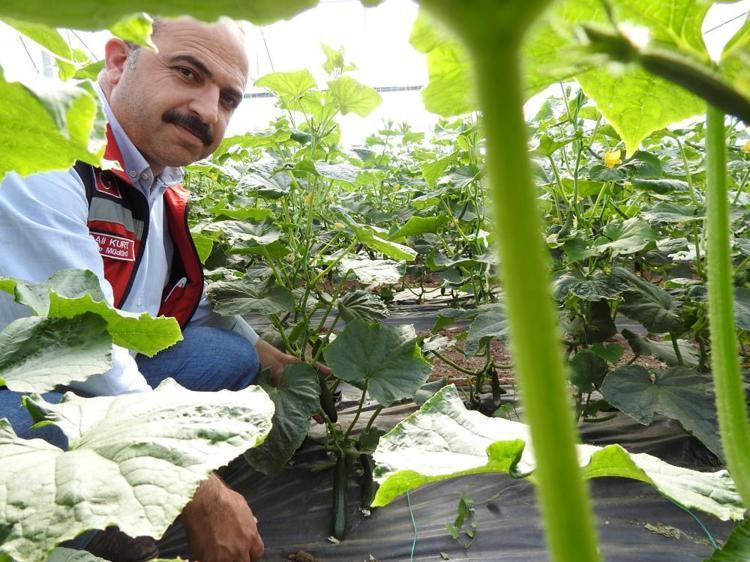 Devlet desteği aldılar, eğitim aldıkları serada üretime başladılar Günlük 500 kilo ürün alıyorlar