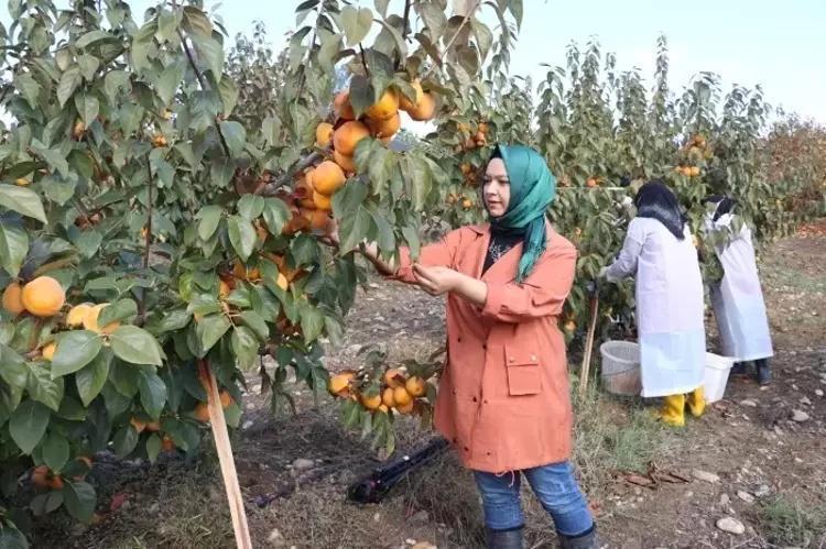- İSPANYAYA NUMUNE GÖNDERDİK
