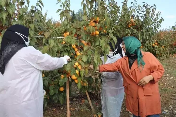İşsiz kalınca keşfetti, Adananın kraliçesi oldu Kilosu 100 TLye 10 ton satıyor: İhracata başladı