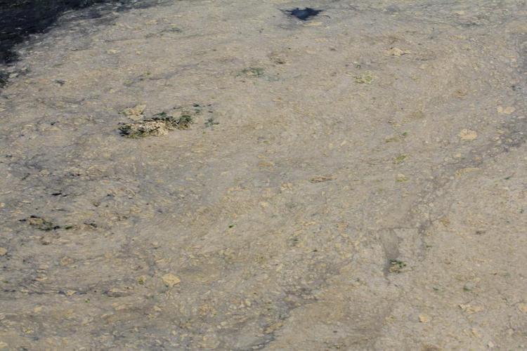 Havalar ısınınca ortaya çıktı İlçenin başına bela oldu, dokunanı anında öldürüyor