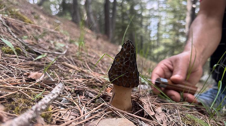 Tüm köy zengin oldu: Kilosunu bin liradan satıyorlar Altın bulsak bu kadar sevinmeyiz
