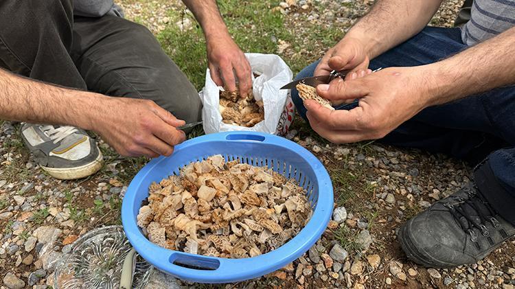 Tüm köy zengin oldu: Kilosunu bin liradan satıyorlar Altın bulsak bu kadar sevinmeyiz