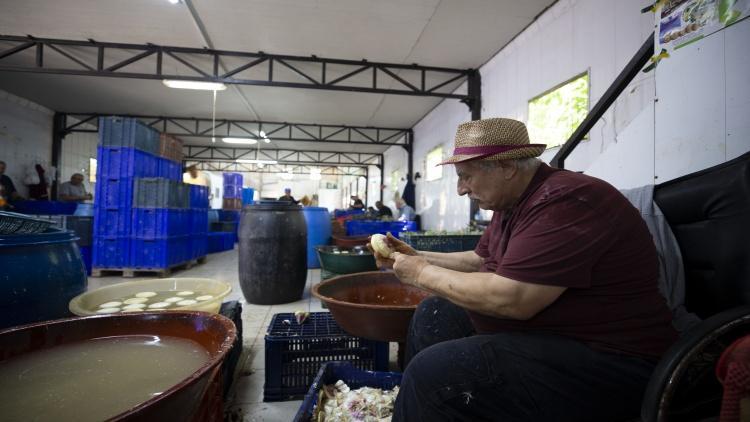 İlk hasat başladı, 1000 tanesi bir günde bitiyor 20 erkek birleşti: Günde 2500 TL kazanılıyor