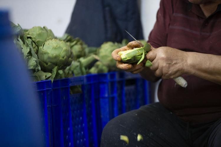 İlk hasat başladı, 1000 tanesi bir günde bitiyor 20 erkek birleşti: Günde 2500 TL kazanılıyor