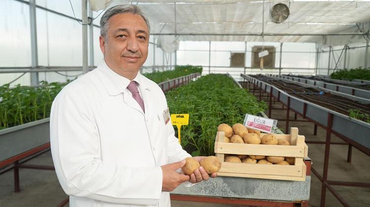 Niğdeden tarımda dev adım: Türkiyenin yerli ilk cipslik patatesi tescillendi
