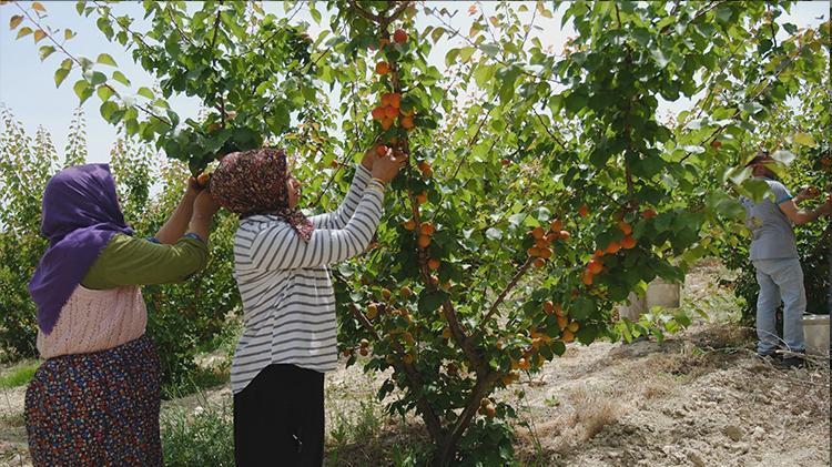 Türkiyenin üretim deposu Mersinden Avrupaya tonlarca gidiyor, ilk hasat başladı, kilosu 50 lira