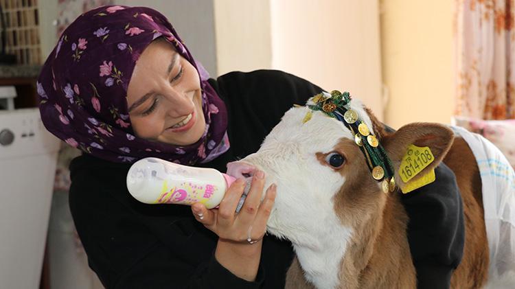 Annesi rahatsızlanan buzağıyı eve aldılar, ailenin üçüncü üyesi oldu