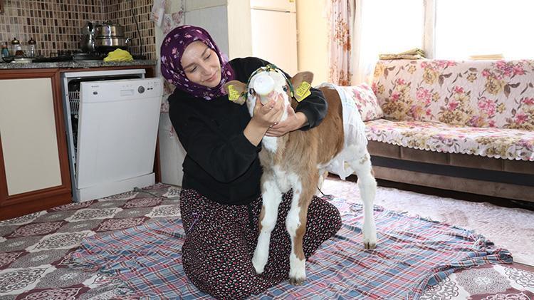 Annesi rahatsızlanan buzağıyı eve aldılar, ailenin üçüncü üyesi oldu