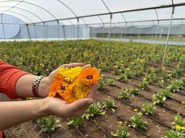Kayınvalidesinden tohumunu aldı seri üretime geçti Yılda 16 kez ürün alıyor: Ekili haldeyken satılıyor