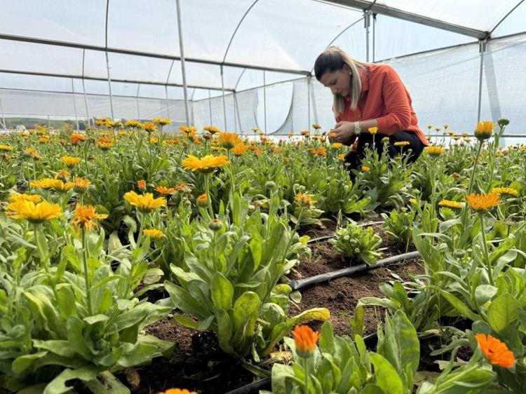 Kayınvalidesinden tohumunu aldı seri üretime geçti Yılda 16 kez ürün alıyor: Ekili haldeyken satılıyor