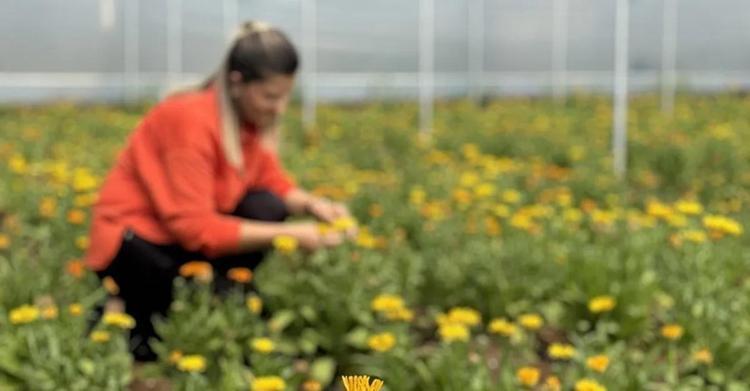 Kayınvalidesinden tohumunu aldı seri üretime geçti Yılda 16 kez ürün alıyor: Ekili haldeyken satılıyor