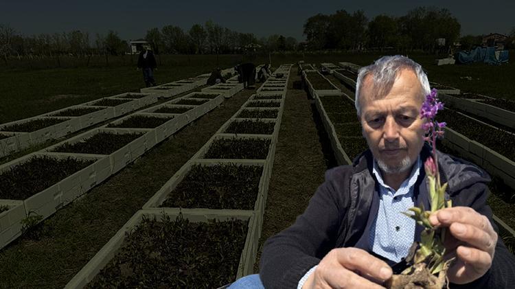 Samsundan tüm Türkiyeye yayıldı Özel izinle hasat yapıldı, tek yanlış yok ediyor, kilosu 4.000 TL