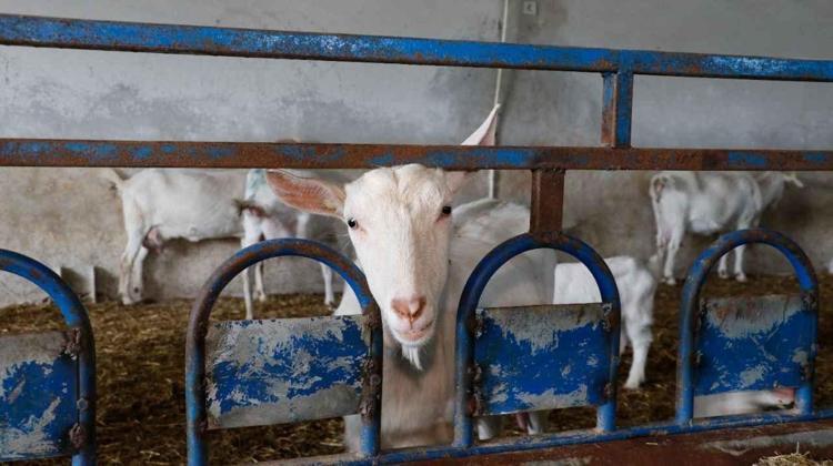 Kandırayı seçmemizde ilk faktör insanların çok iyi olması