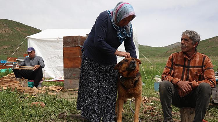 Ağrılıların fark edemediğini Ordulu 3 kardeş fark etti Her yıl aylarca Ağrının dağlarında yaşıyorlar