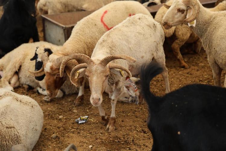 Kurban pazarında şaşkına çeviren görüntü Dört boynuzlu koçlar görenlerin dikkatini çekiyor