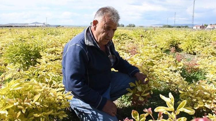Hollandadan köyüne getirdi 13 yıldır para kazandı, şimdi kara kara düşünüyor, ne yaptıysa olmadı