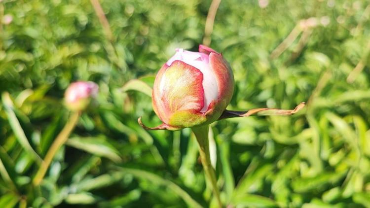 Hollandadan köyüne getirdi 13 yıldır para kazandı, şimdi kara kara düşünüyor, ne yaptıysa olmadı
