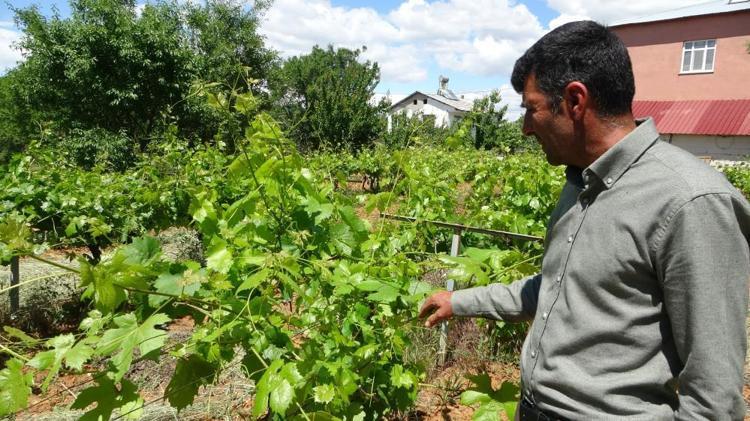 Türkiyenin üretim merkezinde hasat öncesi üreticiler yıkıldı Yüzde 100 zarar, tek çareleri kaldı