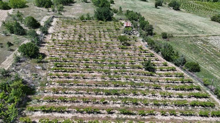 Türkiyenin üretim merkezinde hasat öncesi üreticiler yıkıldı Yüzde 100 zarar, tek çareleri kaldı