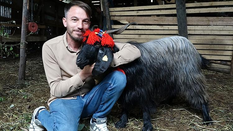 Trabzonda inatçı keçi ne yapıp etti kurban olmaktan kurtuldu