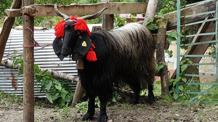 Trabzonda inatçı keçi ne yapıp etti kurban olmaktan kurtuldu
