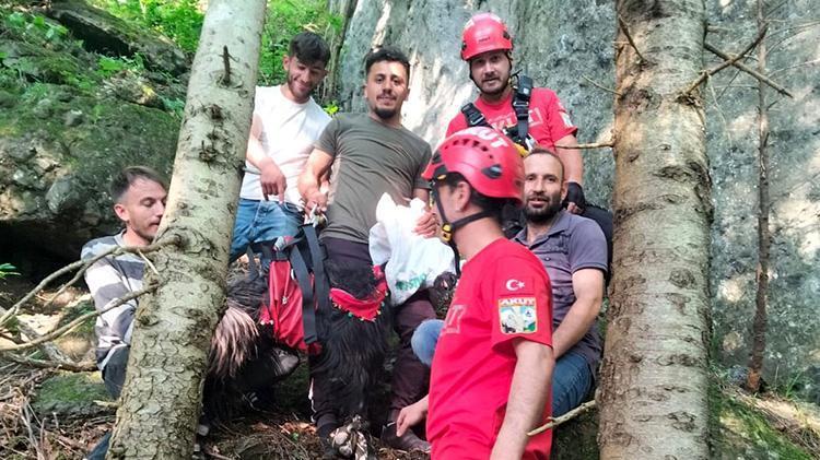 Trabzonda inatçı keçi ne yapıp etti kurban olmaktan kurtuldu