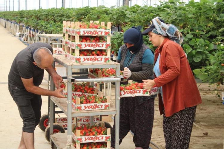 Aydın çileğini dünyaya tanıtmak istiyorum