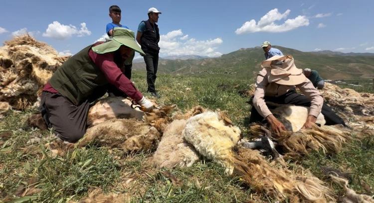 Hakkaride mesai başladı Binlerce koyun kırkılmaya başlandı
