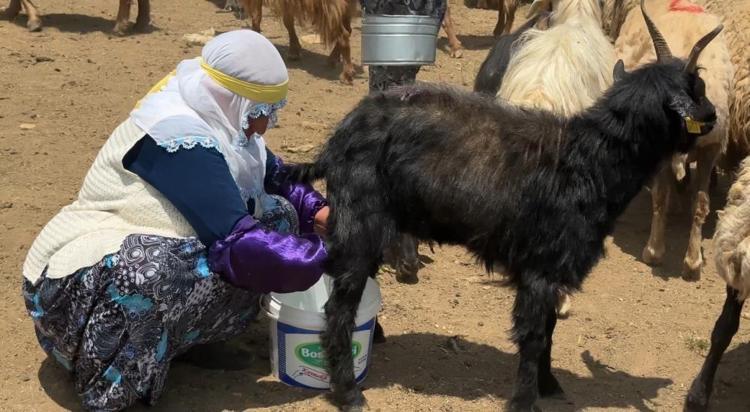 Hakkaride mesai başladı Binlerce koyun kırkılmaya başlandı