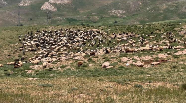 Hakkaride mesai başladı Binlerce koyun kırkılmaya başlandı
