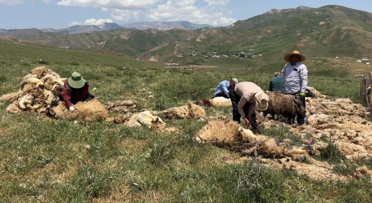 Hakkaride mesai başladı Binlerce koyun kırkılmaya başlandı