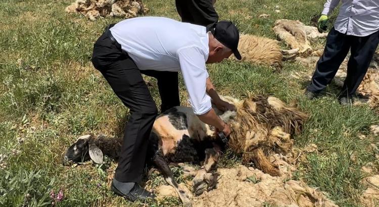 Hakkaride mesai başladı Binlerce koyun kırkılmaya başlandı