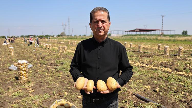Adanada hasat devam ederken haber geldi Fiyatlar yarı yarıya düştü, tüketicinin yüzü gülecek