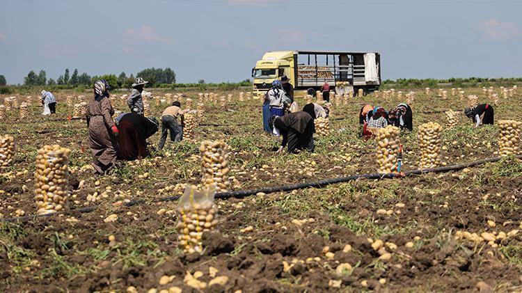 Adanada hasat devam ederken haber geldi Fiyatlar yarı yarıya düştü, tüketicinin yüzü gülecek