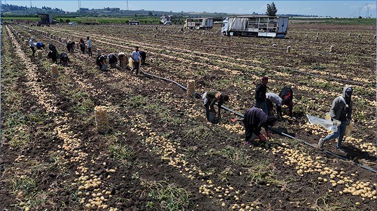 Adanada hasat devam ederken haber geldi Fiyatlar yarı yarıya düştü, tüketicinin yüzü gülecek