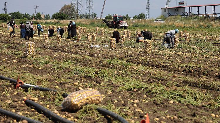 Adanada hasat devam ederken haber geldi Fiyatlar yarı yarıya düştü, tüketicinin yüzü gülecek