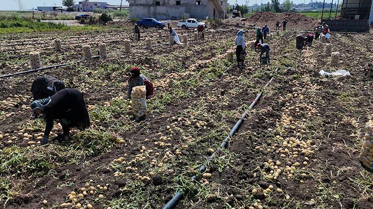 Adanada hasat devam ederken haber geldi Fiyatlar yarı yarıya düştü, tüketicinin yüzü gülecek