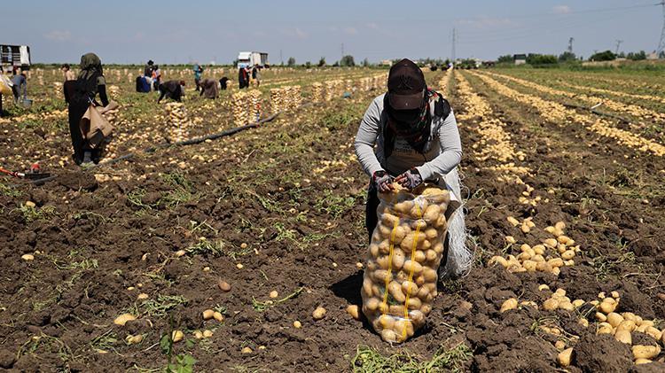 Adanada hasat devam ederken haber geldi Fiyatlar yarı yarıya düştü, tüketicinin yüzü gülecek