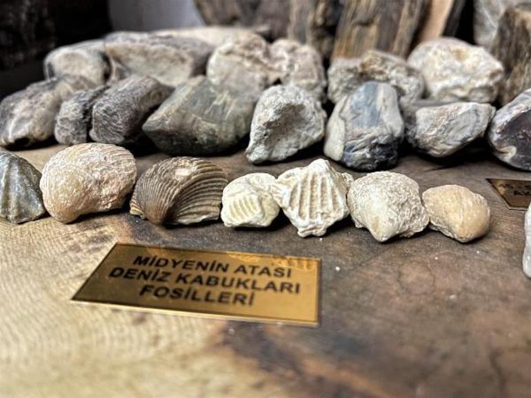 Mardinli kapıcı evini fosil müzesine çevirdi