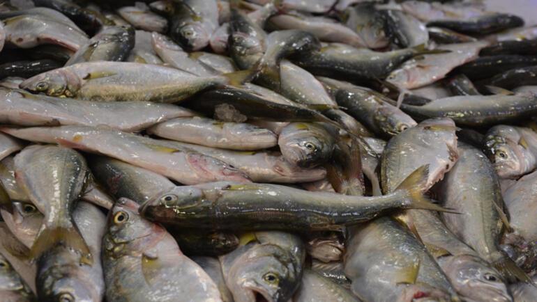 Marmara Denizi öldü Hastalıklı balıklar istavrit, lüfer, palamut...