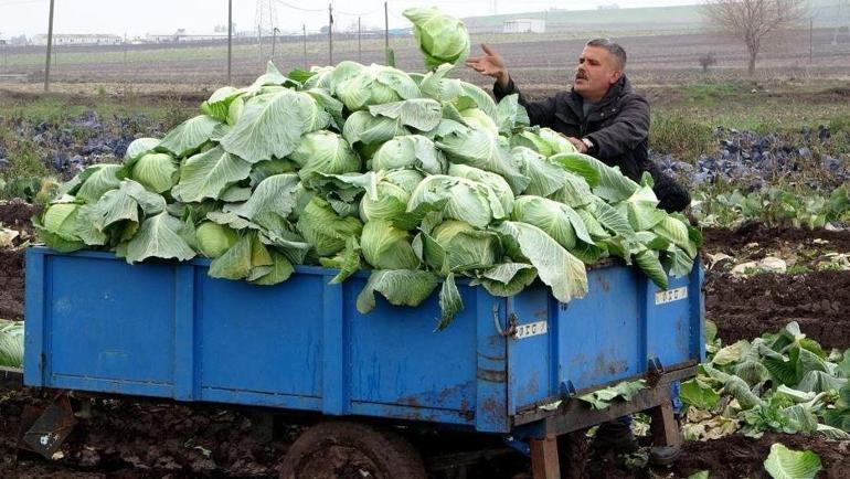 Fiyatları 5 lira ile 10 lira arasında değişiyor Boyutuna göre ayırılıyor, talep yoğun...