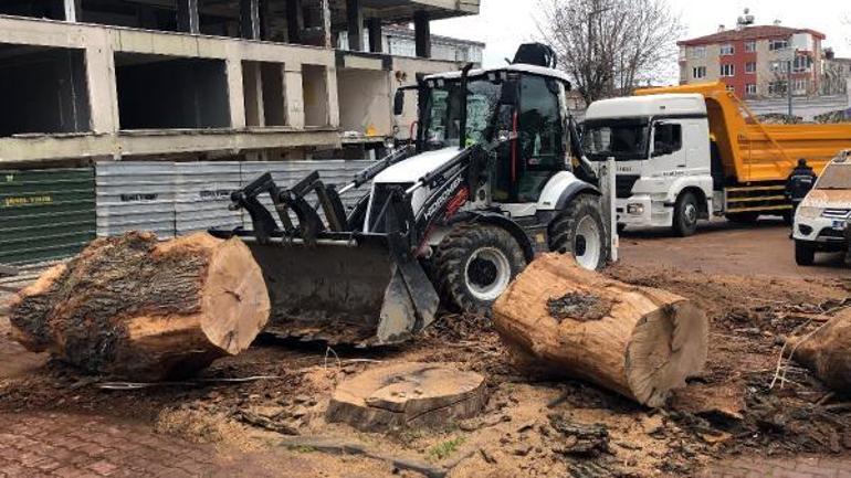 150 yıllık meşe ağacı kesildi Vatandaş tepki gösterdi