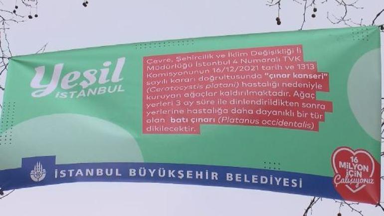 Çırağan Caddesindeki 112 çınar kesildi Tepki çeken görüntüyle ilgili çarpıcı iddia