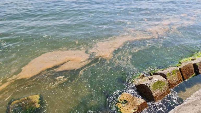 Marmara Denizinde yeniden görüldü Korkutan müsilaj uyarısı: Tehlikedeyiz